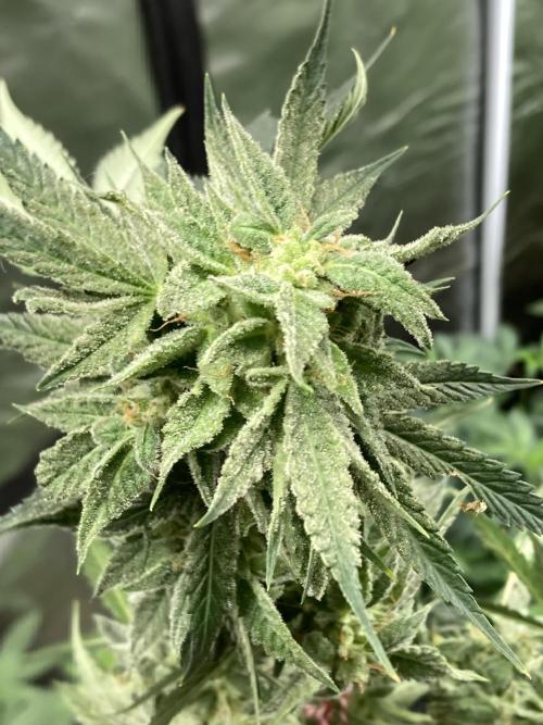 Double Smile (Mephisto Genetics). Week 10