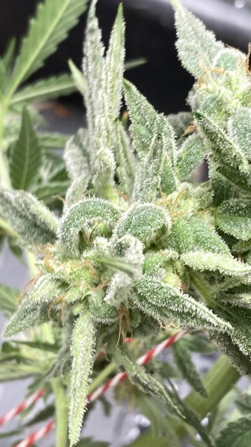 Double Smile (Mephisto Genetics). Week 10