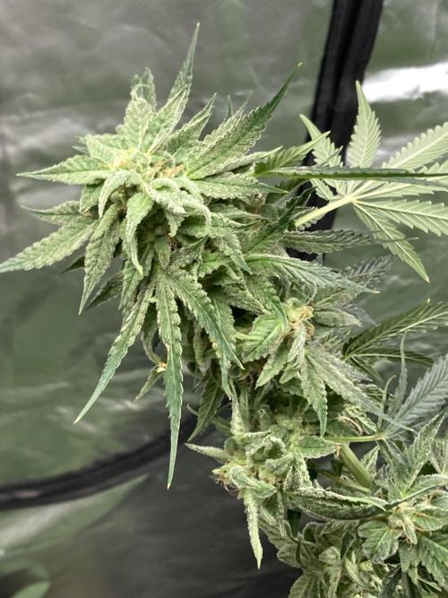 Double Smile (Mephisto Genetics). Week 10
