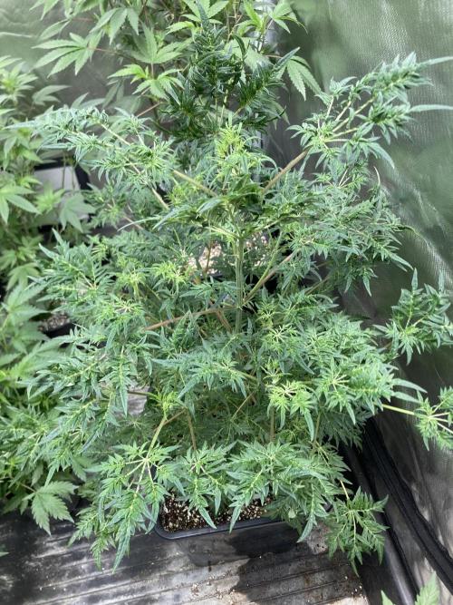Frosty’s Purple Freak (Khalifa). Week 12