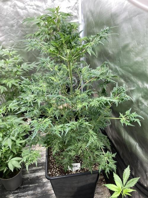 Frosty’s Purple Freak (Khalifa). Week 12