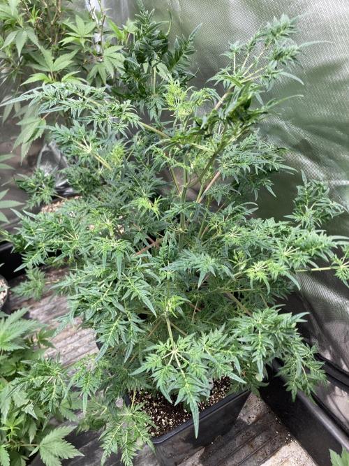 Frosty’s Purple Freak (Khalifa). Week 12