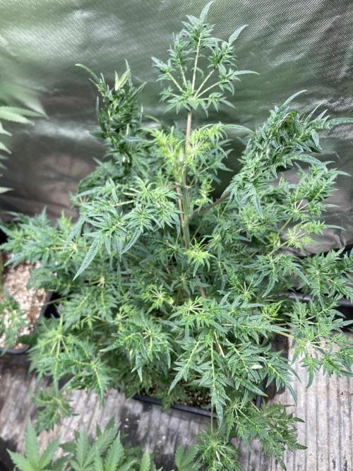 Frosty’s Purple Freak (Khalifa). Week 12