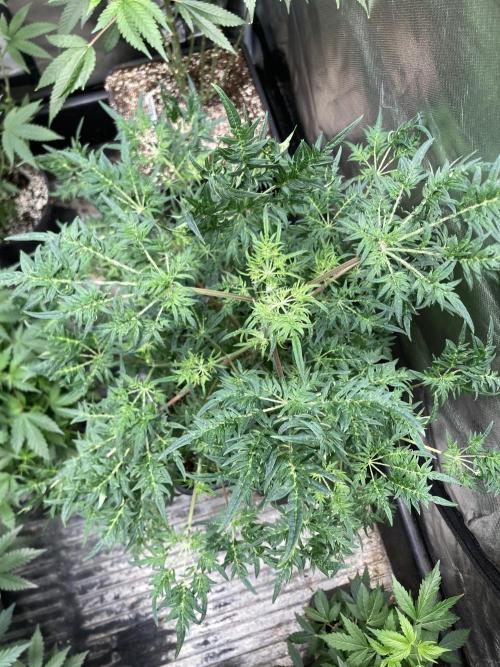 Frosty’s Purple Freak (Khalifa). Week 12