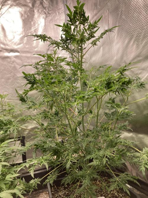 Frosty’s Purple Freak. Week 12