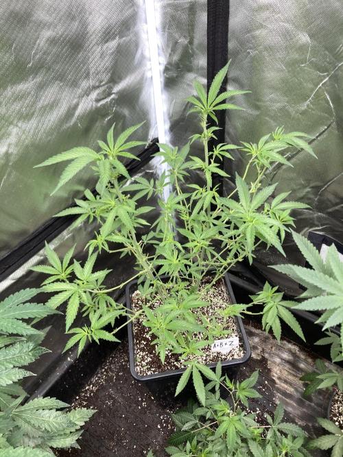 Apples & Bananas x Zoda (Umami Seed Co). Week 12