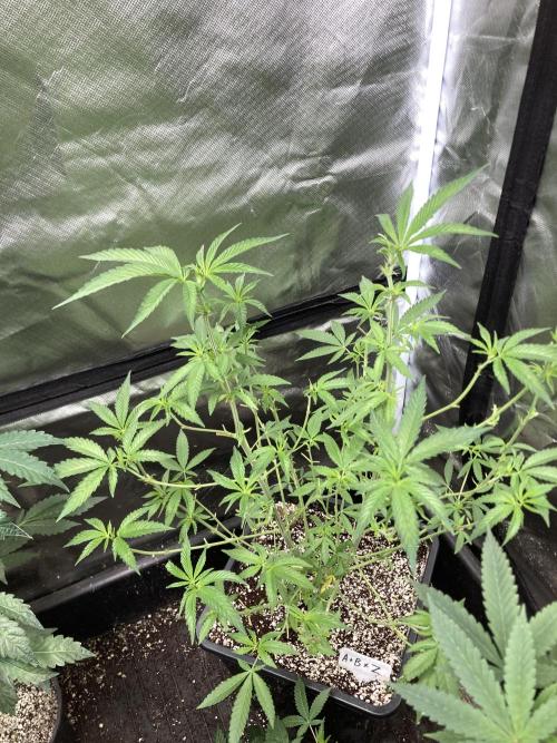 Apples & Bananas x Zoda (Umami Seed Co). Week 12