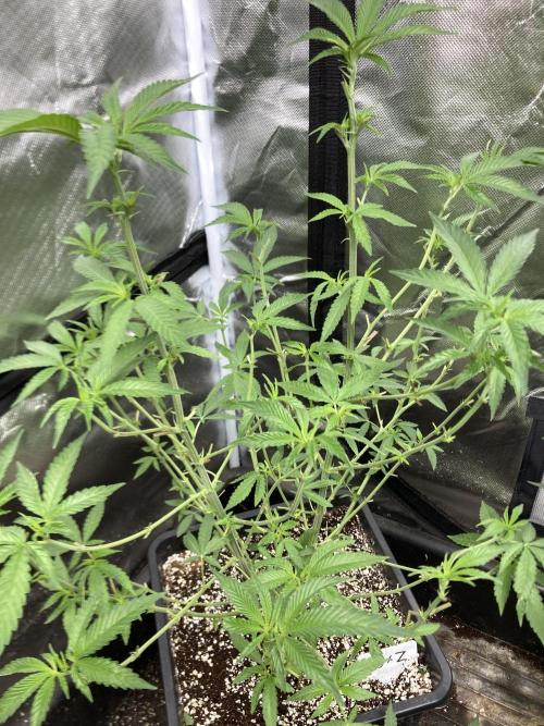 Apples & Bananas x Zoda (Umami Seed Co). Week 12