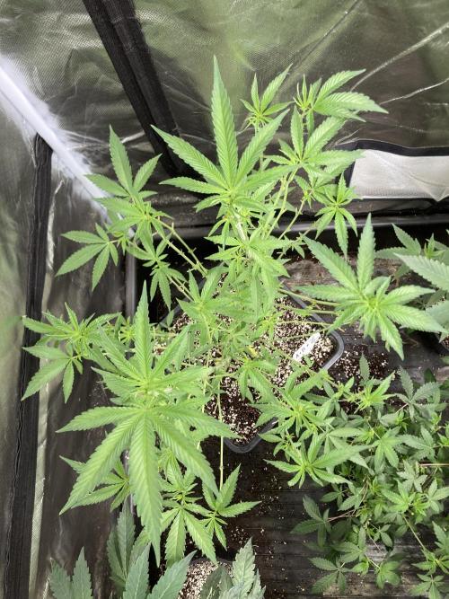 Apples & Bananas x Zoda (Umami Seed Co). Week 12