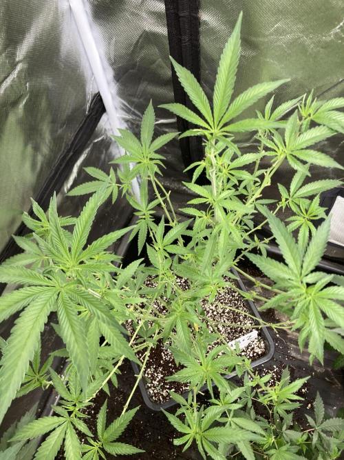 Apples & Bananas x Zoda . Week 12
