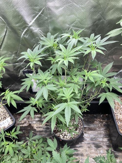 Black Rainbow (LIT Farms). Week 15