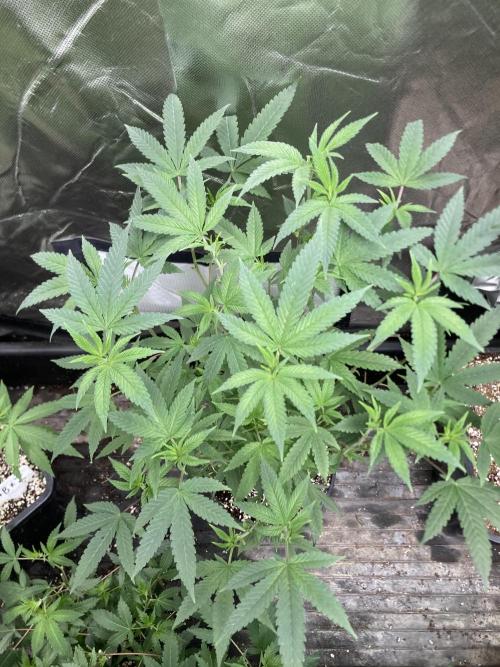 Black Rainbow (LIT Farms). Week 15