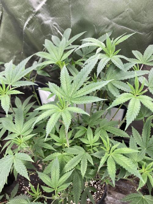Black Rainbow (LIT Farms). Week 15