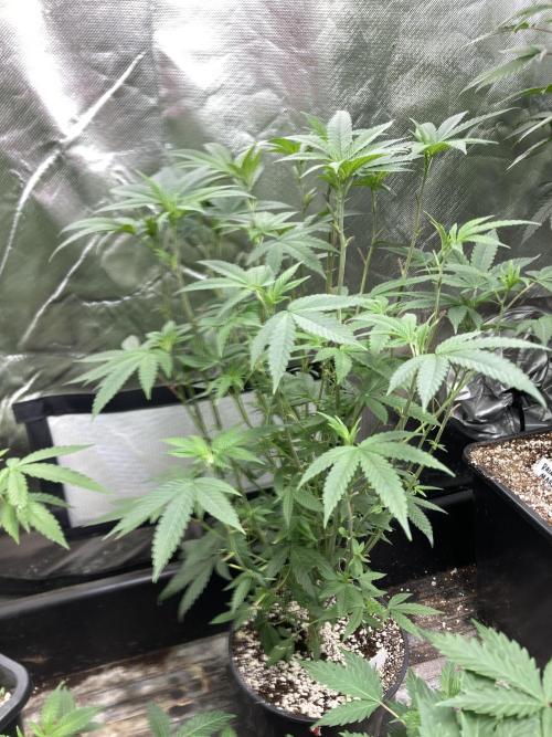 Black Rainbow (LIT Farms). Week 15