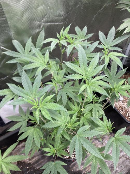 Black Rainbow (LIT Farms). Week 15