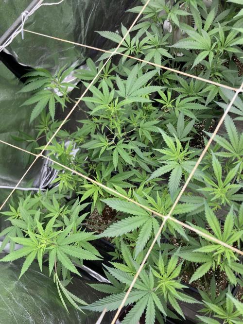 White Rhino (Green House Seeds). Week 16