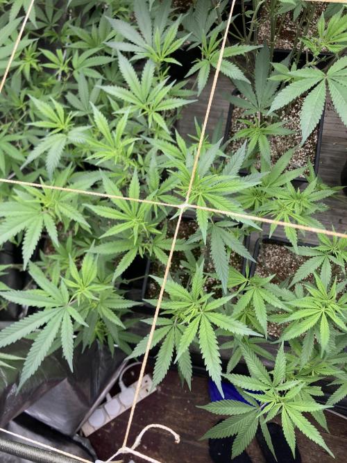 White Rhino (Green House Seeds). Week 16