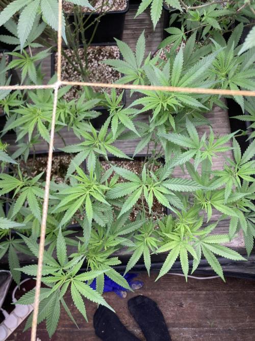 White Rhino (Green House Seeds). Week 16