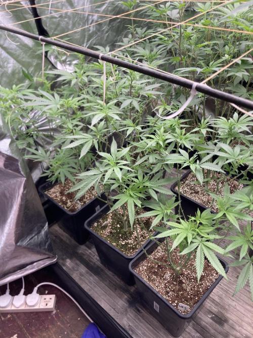 White Rhino (Green House Seeds). Week 16