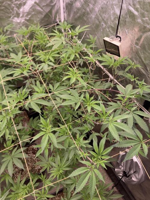 Windu (Wizard Trees). Week 16