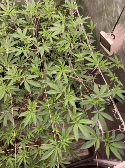 Windu (Wizard Trees). Week 16