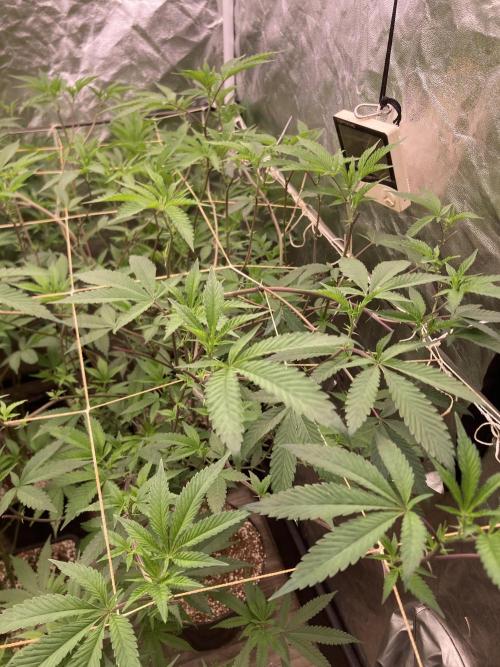 Windu (Wizard Trees). Week 16