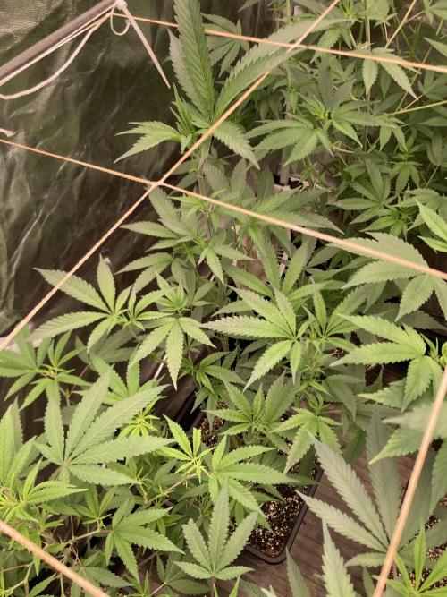 Atomic Jelly#2 (In House Genetics). Week 2