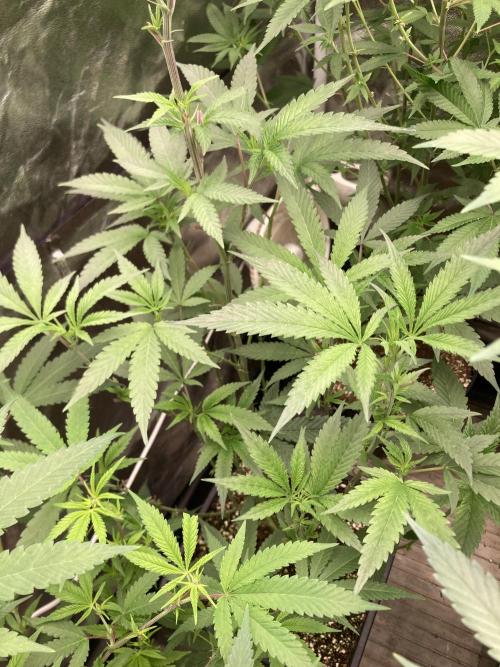 Atomic Jelly#2 (In House Genetics). Week 2