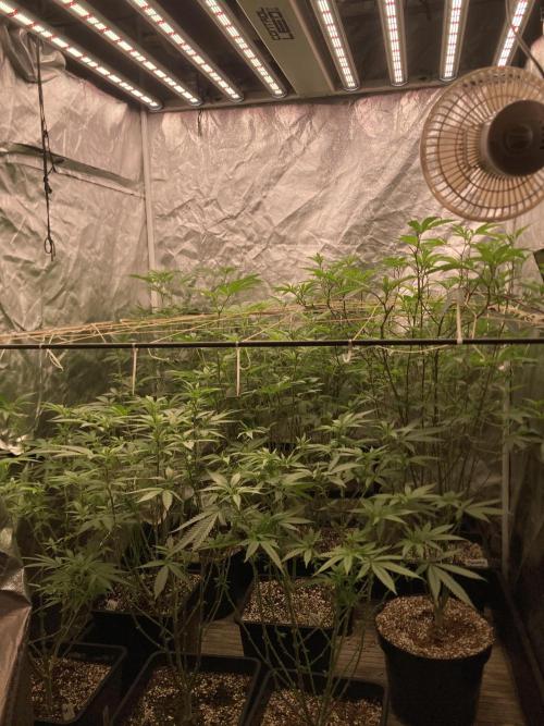 Atomic Jelly#2 (In House Genetics). Week 2