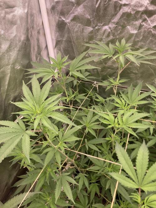 GasQuake (In House Genetics). Week 16