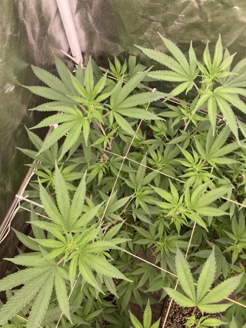 GasQuake (In House Genetics). Week 16