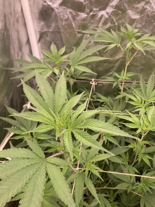 GasQuake (In House Genetics). Week 16
