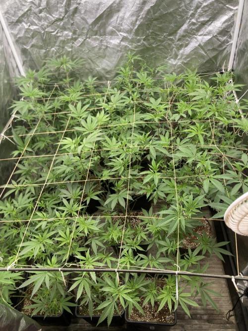 GasQuake (In House Genetics). Week 16