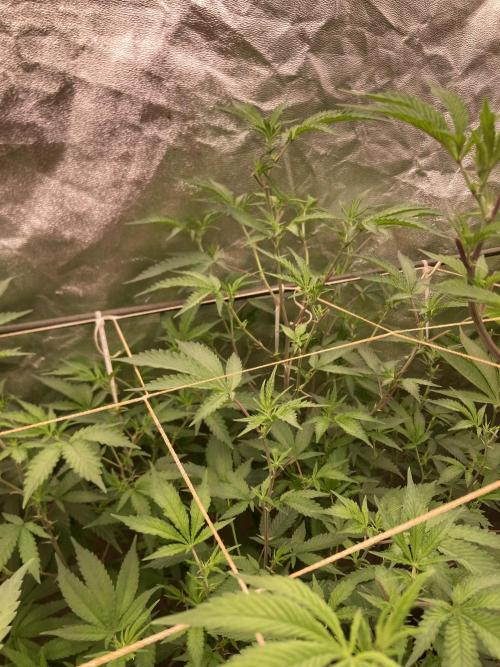 Pora’s Purple CN#6 (Relentless Genetics). Week 2
