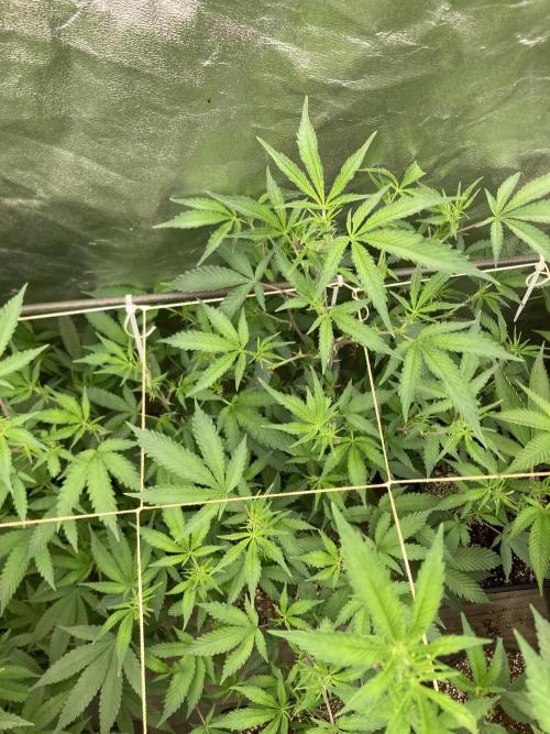 Pora’s Purple CN#6 (Relentless Genetics). Week 2