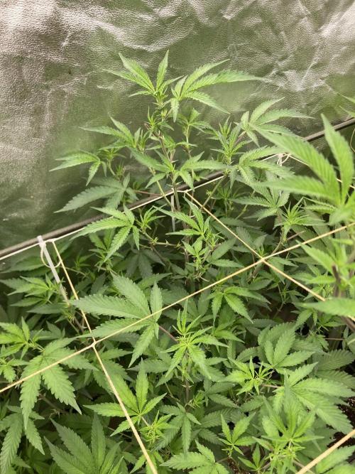 Pora’s Purple CN#6 (Relentless Genetics). Week 2