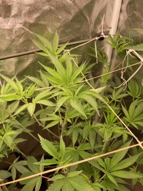 Pineapple Mojito S1. Week 12