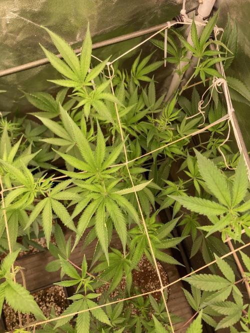 Pineapple Mojito S1. Week 12