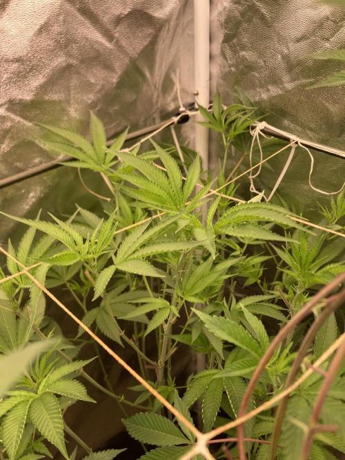 Pineapple Mojito S1. Week 12