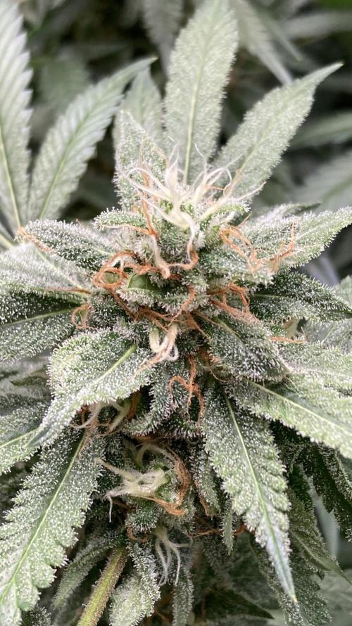 Strawberry Ak (Serious Seeds). Week 16