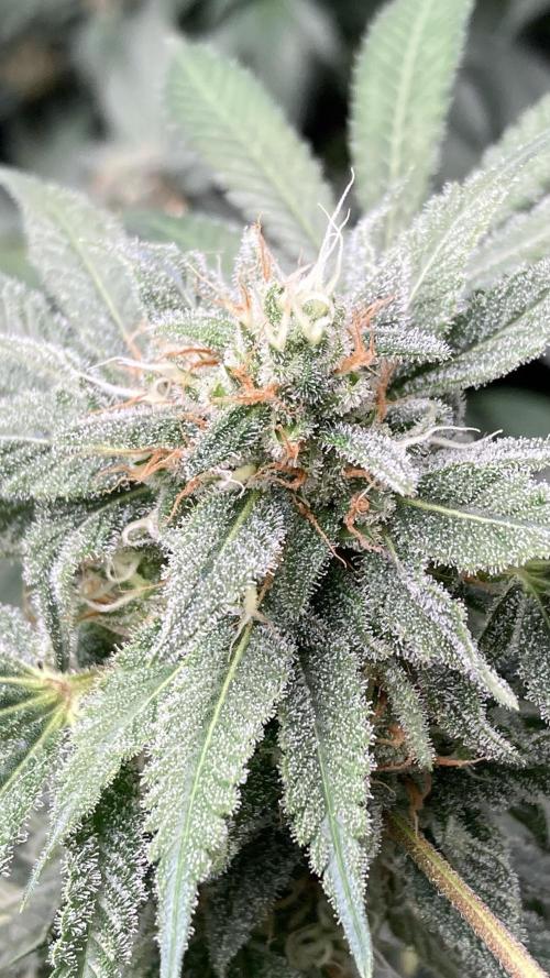 Strawberry Ak (Serious Seeds). Week 16