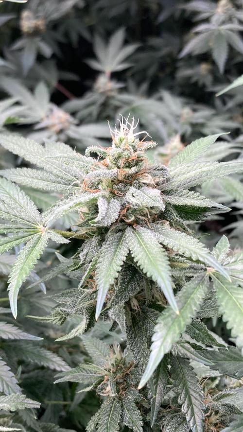 Strawberry Ak (Serious Seeds). Week 16