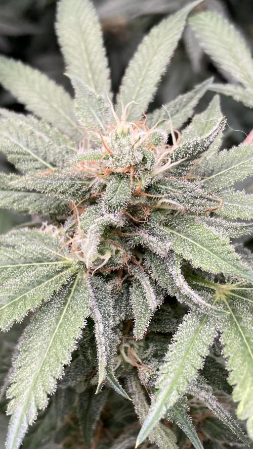 Strawberry Ak (Serious Seeds). Week 16