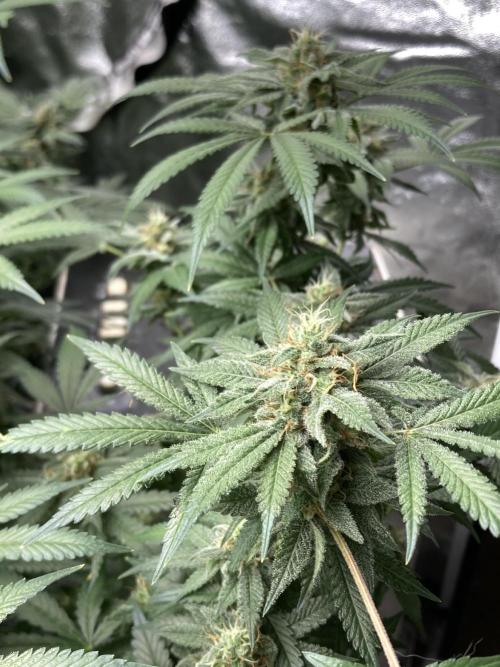 Strawberry Ak (Serious Seeds). Week 16