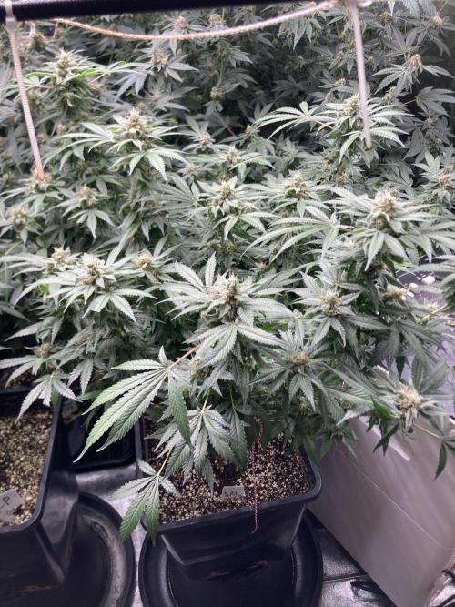 Strawberry Ak (Serious Seeds). Week 16