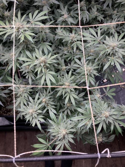 Strawberry Ak (Serious Seeds). Week 16