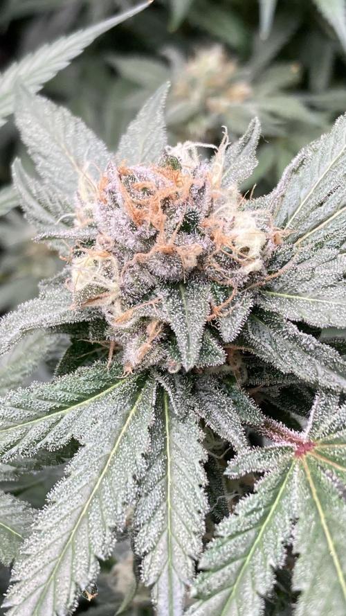 BlackCherry Punch (In House Genetics). Week 16