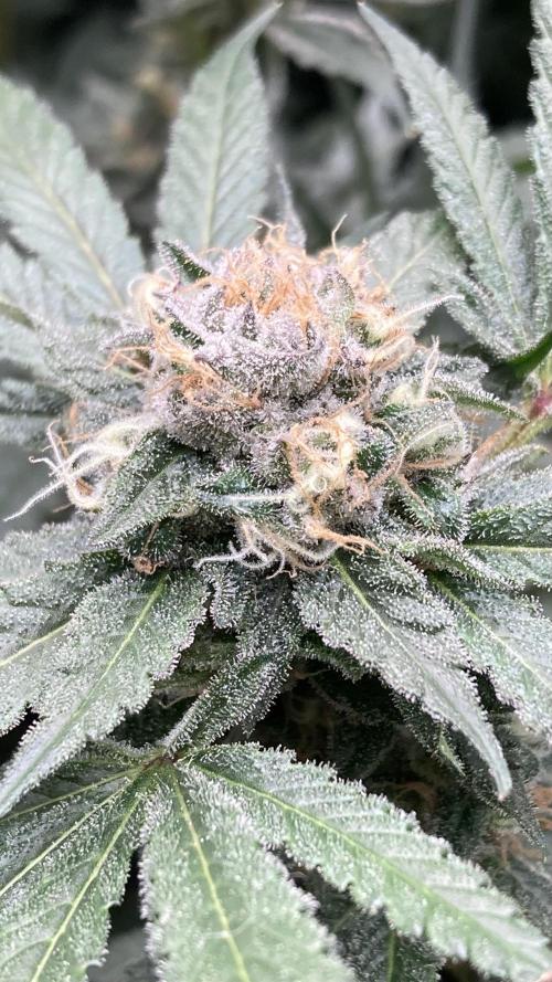 BlackCherry Punch (In House Genetics). Week 16