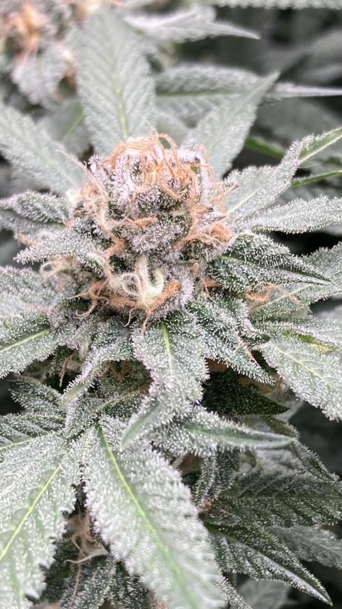 BlackCherry Punch (In House Genetics). Week 16