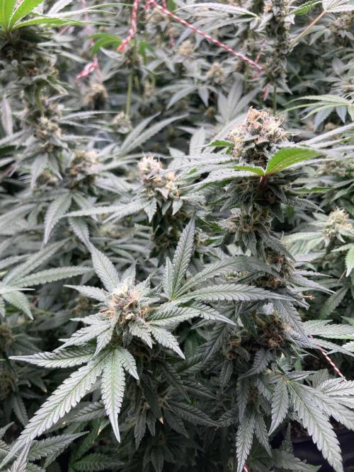 BlackCherry Punch (In House Genetics). Week 16